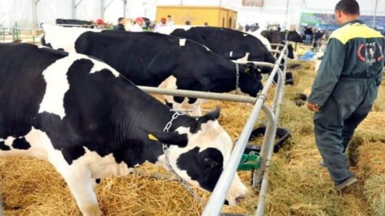 في ظل ارتفاع اسعار اللحوم..أوروغواي تعلن تصدير الماشية والأبقار إلى المغرب