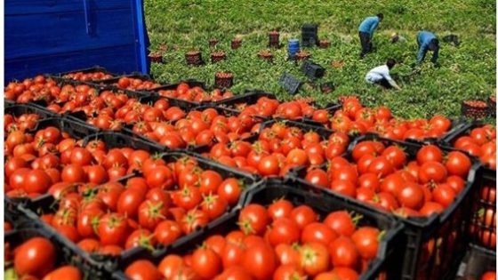 المغرب يغطي 80% من حاجيات الإسبان من الطماطم