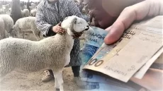 توقعات مقلقة بشأن ارتفاع أسعار أضاحي عيد الأضحى
