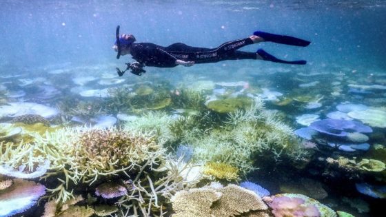 العالم يشهد “ابيضاض المرجان” بسبب ارتفاع درجات الحرارة