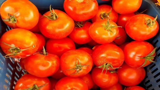 الجودة تفسر ارتفاع الطلب على الطماطم المغربية في الأسواق البريطانية