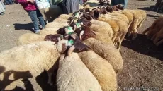 عيد الأضحى.. القطيع المستورد يدخل الحجر الصحي