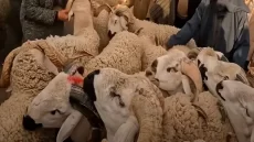عيد الأضحى.. طلب عاجل من المغاربة بسبب الأسعار