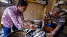 مصر تحتفل بأقدم الأعياد في العالم بتناول الفسيخ والرنجة.. وخبراء يحذرون