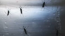 غزوة البعوض العربي: أسباب الانتشار وطرق المكافحة