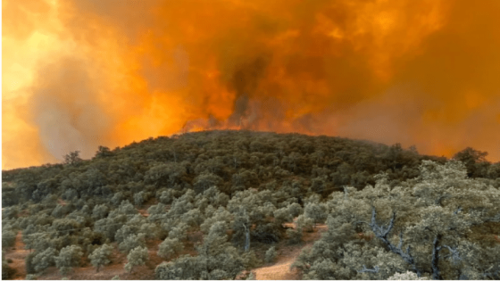 الكشف عن المناطق بالمهددة الحرائق الغابوية في المغرب