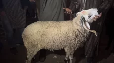عيد الأضحى.. هذه أسعار “الحولي المحلي والمستورد” للكيلو غرام الواحد