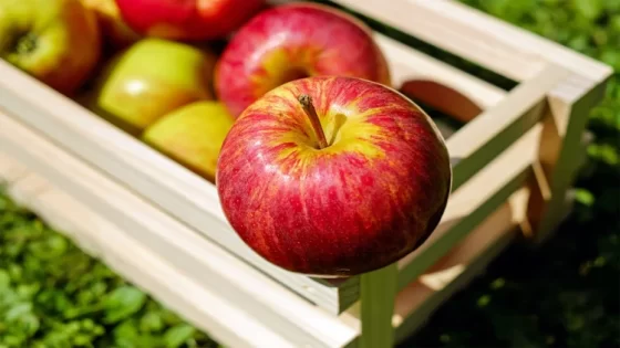 لماذا يجب عليك تناول تفاحة يوميًا؟