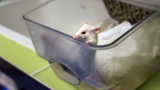 هل تستطيع فئران التجارب التلاعب بنتائج الاختبارات العلمية؟