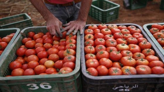 أسعار الطماطم تقفز بأسواق المغرب .. ومهنيون: تراجع الإنتاج وراء الغلاء