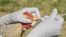 بعد تسجيلها أول حالة وفاة.. المكسيك تنفي “خطر انتقال العدوى” بسبب إنفلونزا الطيور