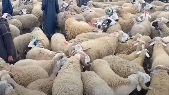 عيد الأضحى.. “الحولي الإسباني” يكسر الأسعار وصردي في القمة