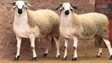 سر اختيار المغاربة للكبش الصردي