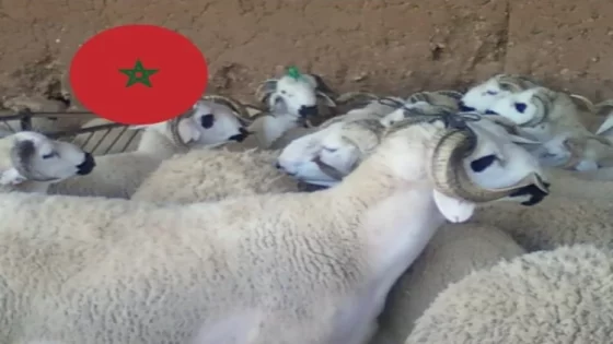 انخفاض أسعار “الحولي” بهذه المدينة والعرض يفوق الطلب