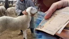 أسعار عيد الأضحى.. مدينة مغربية تُسجل أرقاما مُخيفة