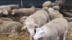 عيد الأضحى.. زيادة جديدة في أسعار “الحولي”