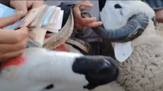 “الشناقة” يهزمون الحكومة