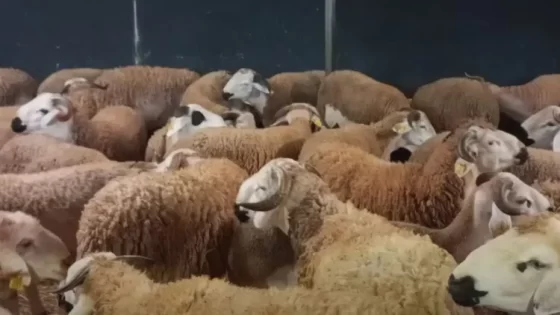 الكشف عن أرباح الشناقة في “الحولي” الواحد