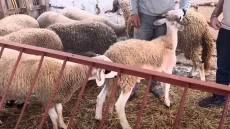 عيد الأضحى.. كلام جديد من الحكومة