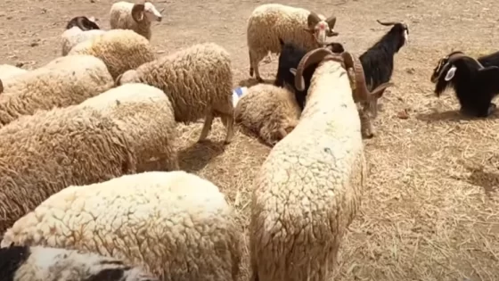 عيد الأضحى.. عرض وفير ومتنوع من الأضاحي بهذه الجهة