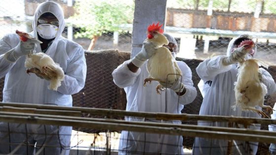 الصحة العالمية تؤكد أول حالة وفاة مرتبطة بسلالة إنفلونزا الطيور