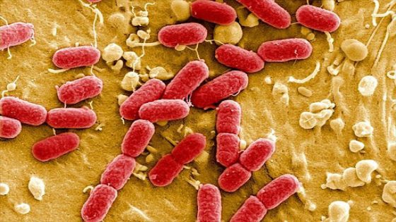 تق..تل في 48 ساعة….بكتيريا “آكلة للحوم” تنتشر في اليابان