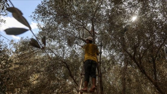 زيتون غزة.. إنتاج شحيح وطقوس غائبة جراء الحرب الإسرائيلية