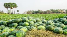 مطالب بمنع زراعة البطيخ في مدينة مغربية والسلطات تتدخل