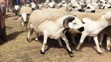 جدل عيد الأضحى يعود للواجهة
