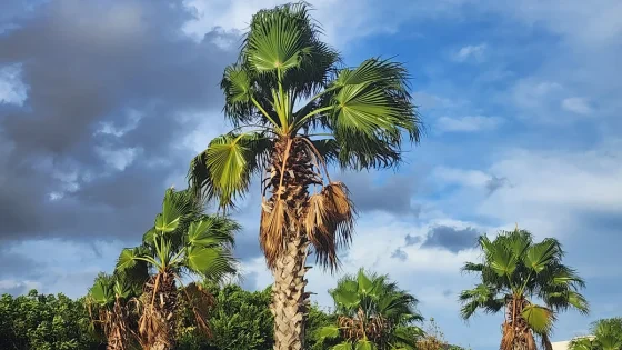 طقس الاثنين بالمغرب.. زخات رعدية بالأقاليم الجنوبية وأجواء حارة نسبيا