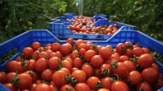 أسعار الطماطم تشتـ ـعل بالأسواق المغربية