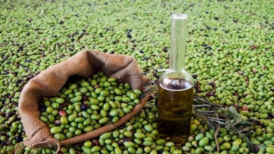 الزيتون.. تراجع متوقع في الإنتاج بسبب الحرارة و خصاص اليد العاملة
